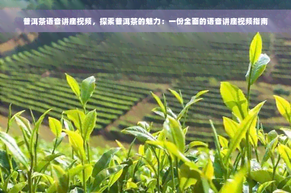 普洱茶语音讲座视频，探索普洱茶的魅力：一份全面的语音讲座视频指南