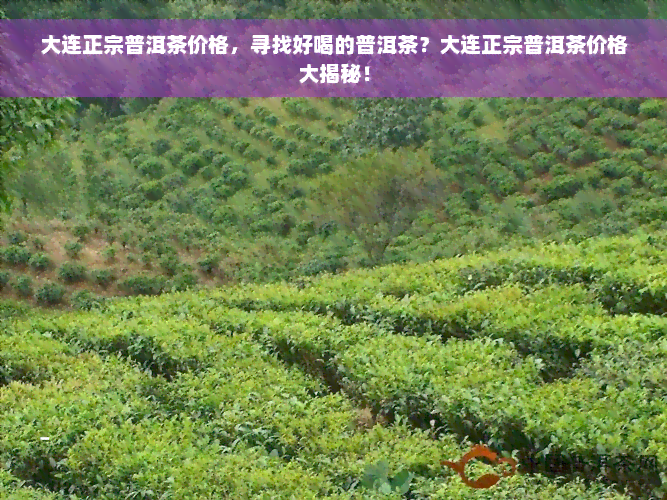 大连正宗普洱茶价格，寻找好喝的普洱茶？大连正宗普洱茶价格大揭秘！