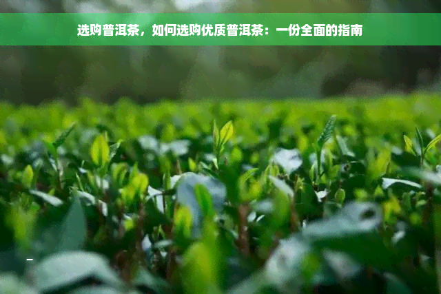 选购普洱茶，如何选购优质普洱茶：一份全面的指南