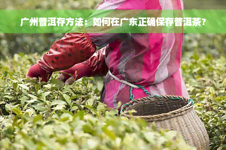 广州普洱存方法：如何在广东正确保存普洱茶？