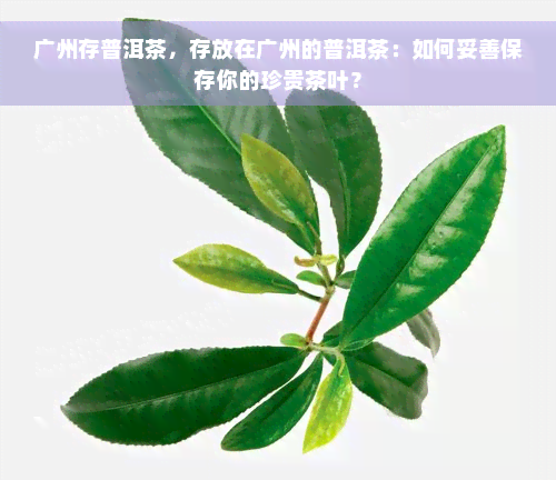 广州存普洱茶，存放在广州的普洱茶：如何妥善保存你的珍贵茶叶？