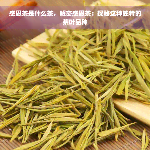 感恩茶是什么茶，解密感恩茶：探秘这种独特的茶叶品种