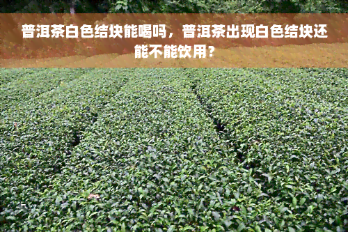 普洱茶白色结块能喝吗，普洱茶出现白色结块还能不能饮用？