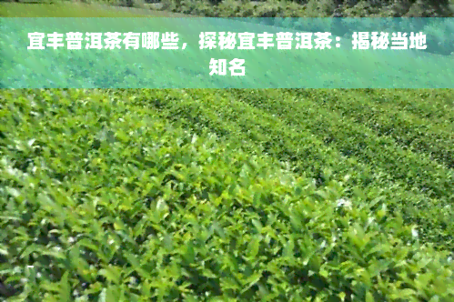 宜丰普洱茶有哪些，探秘宜丰普洱茶：揭秘当地知名