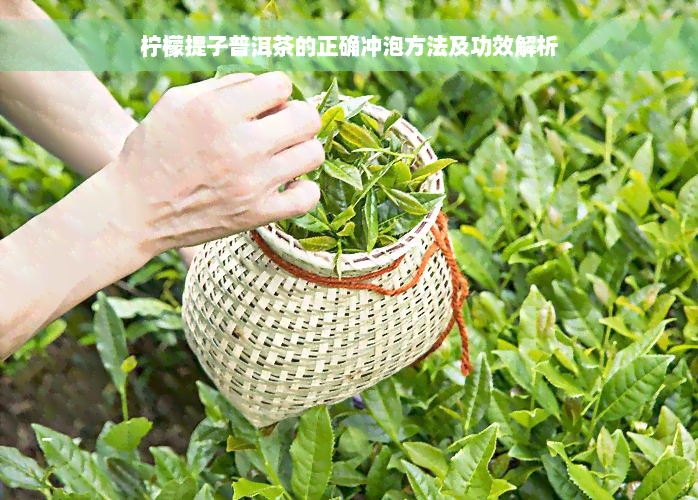 柠檬提子普洱茶的正确冲泡方法及功效解析