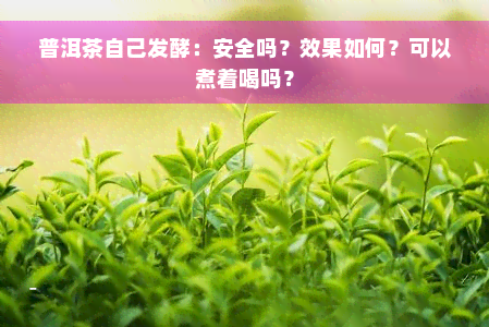 普洱茶自己发酵：安全吗？效果如何？可以煮着喝吗？