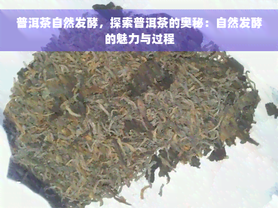 普洱茶自然发酵，探索普洱茶的奥秘：自然发酵的魅力与过程