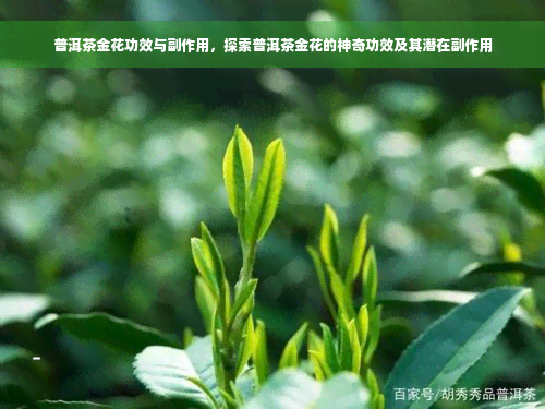 普洱茶金花功效与副作用，探索普洱茶金花的神奇功效及其潜在副作用