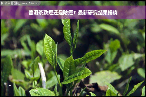 普洱茶致癌还是防癌？最新研究结果揭晓