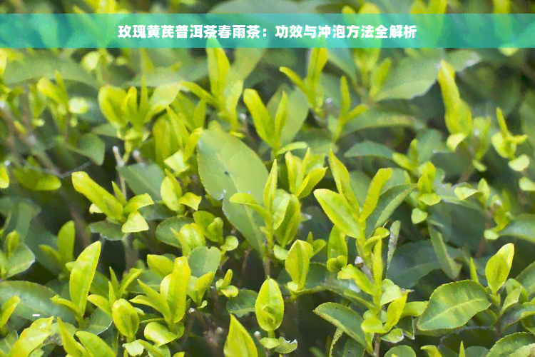 玫瑰黄芪普洱茶春雨茶：功效与冲泡方法全解析