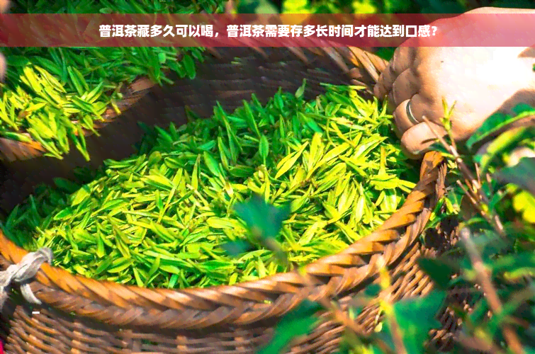 普洱茶藏多久可以喝，普洱茶需要存多长时间才能达到口感？