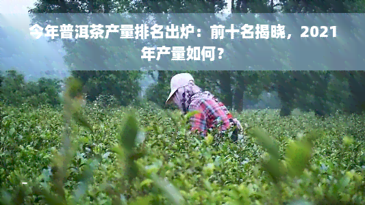 今年普洱茶产量排名出炉：前十名揭晓，2021年产量如何？