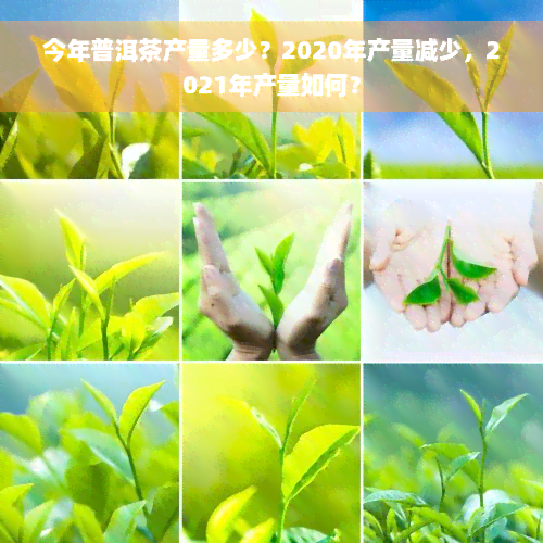 今年普洱茶产量多少？2020年产量减少，2021年产量如何？