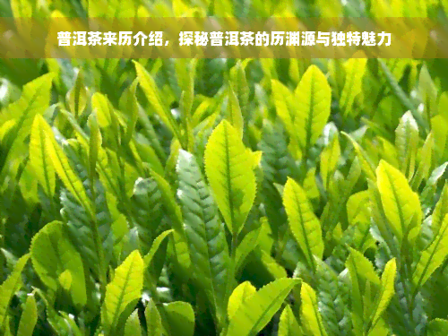 普洱茶来历介绍，探秘普洱茶的历渊源与独特魅力