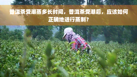 普洱茶受潮蒸多长时间，普洱茶受潮后，应该如何正确地进行蒸制？