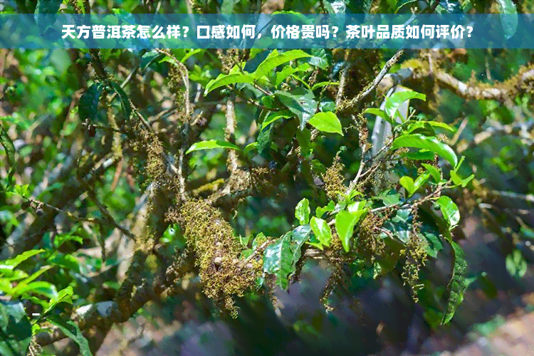 天方普洱茶怎么样？口感如何，价格贵吗？茶叶品质如何评价？