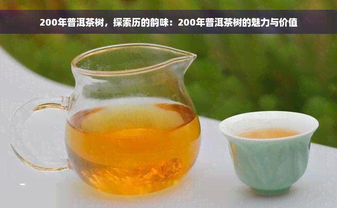 200年普洱茶树，探索历的韵味：200年普洱茶树的魅力与价值