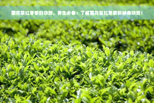 菊花茶红枣茶的功效，养生必备：了解菊花茶红枣茶的神奇功效！