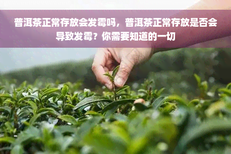 普洱茶正常存放会发霉吗，普洱茶正常存放是否会导致发霉？你需要知道的一切