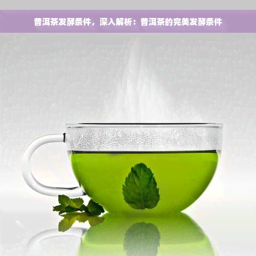 普洱茶发酵条件，深入解析：普洱茶的完美发酵条件