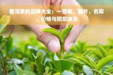 普洱茶的品种大全：一览表、图片、名称、价格与班章冰岛