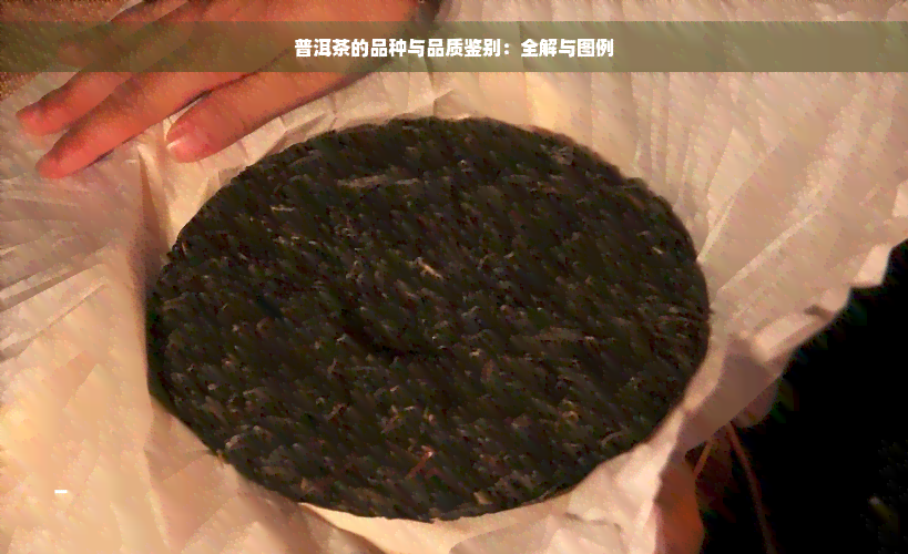 普洱茶的品种与品质鉴别：全解与图例