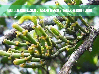 顺德大良茶叶批发城，探索美食天堂：顺德大良茶叶批发城