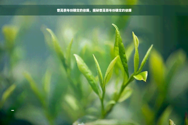 普洱茶年份确定的依据，揭秘普洱茶年份确定的依据