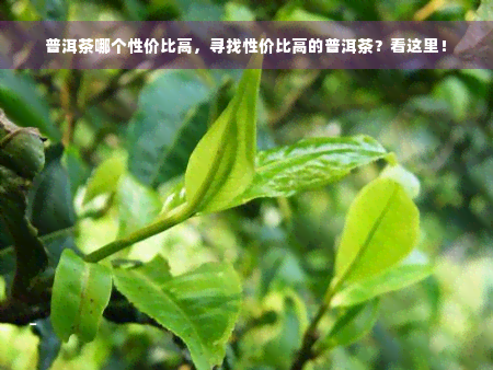 普洱茶哪个性价比高，寻找性价比高的普洱茶？看这里！