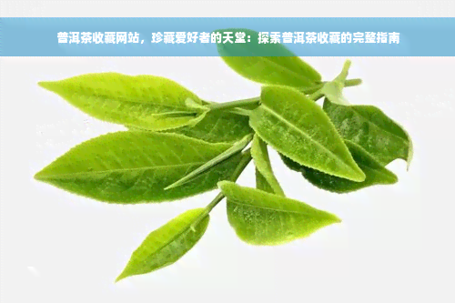 普洱茶收藏网站，珍藏爱好者的天堂：探索普洱茶收藏的完整指南