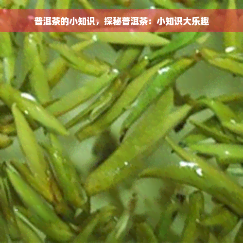 普洱茶的小知识，探秘普洱茶：小知识大乐趣