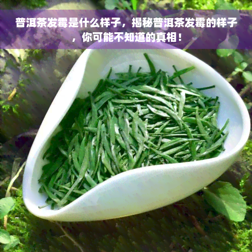 普洱茶发霉是什么样子，揭秘普洱茶发霉的样子，你可能不知道的真相！