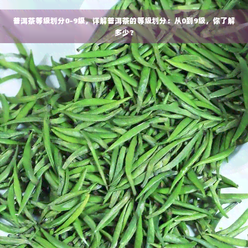 普洱茶等级划分0-9级，详解普洱茶的等级划分：从0到9级，你了解多少？