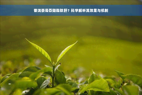 普洱茶是否降脂肪肝？科学解析其效果与机制