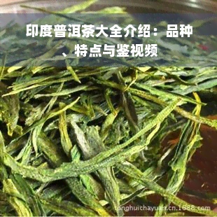 印度普洱茶大全介绍：品种、特点与鉴视频