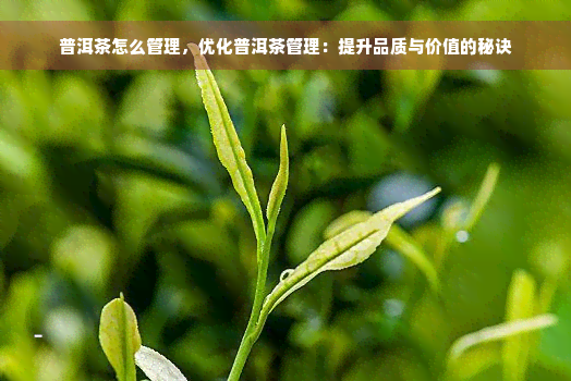 普洱茶怎么管理，优化普洱茶管理：提升品质与价值的秘诀