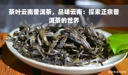 茶叶云南普洱茶，品味云南：探索正宗普洱茶的世界