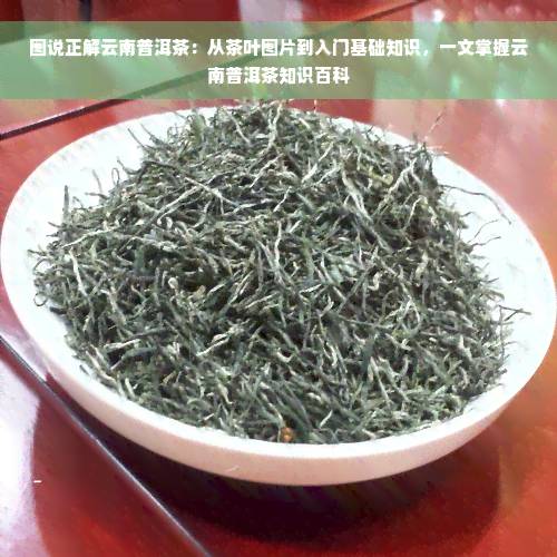 图说正解云南普洱茶：从茶叶图片到入门基础知识，一文掌握云南普洱茶知识百科