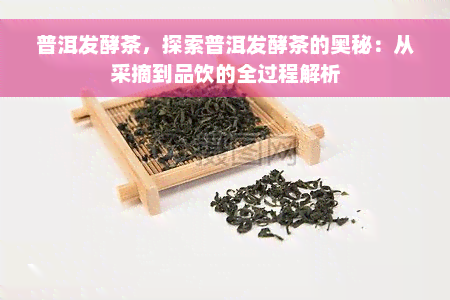 普洱发酵茶，探索普洱发酵茶的奥秘：从采摘到品饮的全过程解析