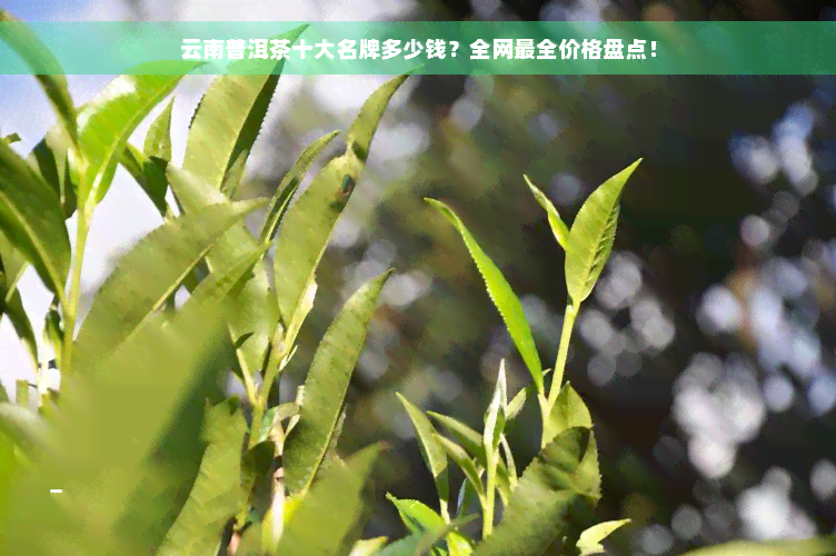 云南普洱茶十大名牌多少钱？全网最全价格盘点！