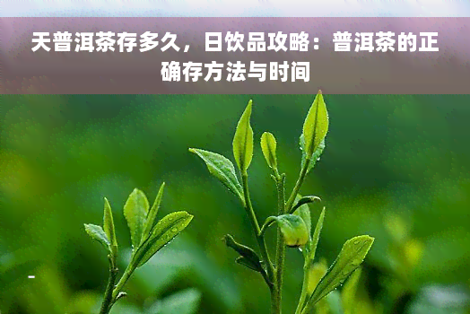 天普洱茶存多久，日饮品攻略：普洱茶的正确存方法与时间