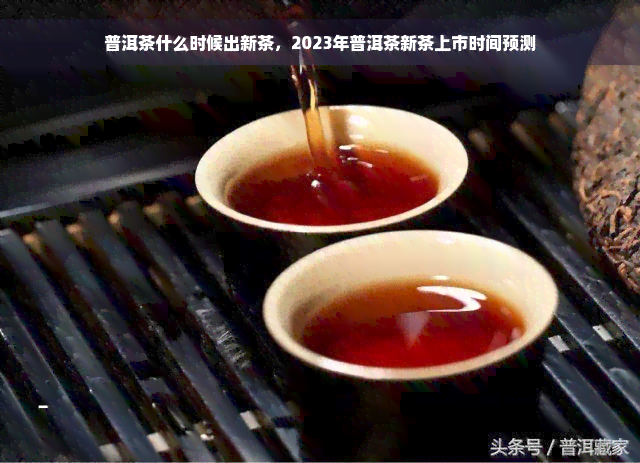 普洱茶什么时候出新茶，2023年普洱茶新茶上市时间预测