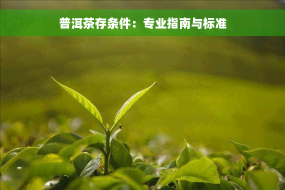 普洱茶存条件：专业指南与标准