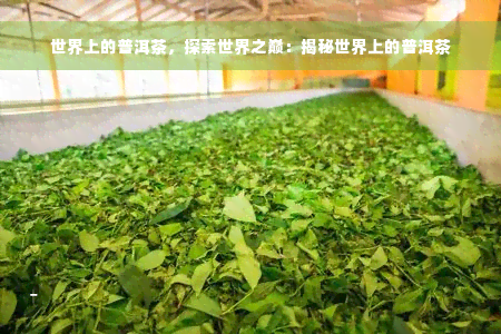 世界上的普洱茶，探索世界之巅：揭秘世界上的普洱茶