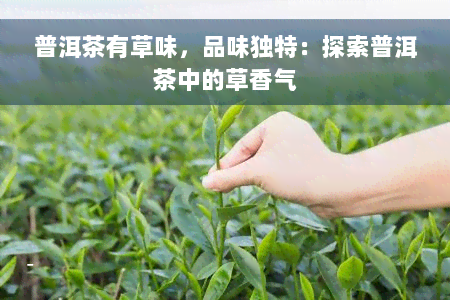 普洱茶有草味，品味独特：探索普洱茶中的草香气