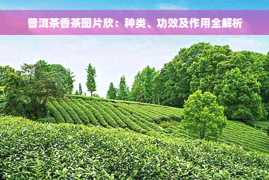 普洱茶香茶图片欣：种类、功效及作用全解析