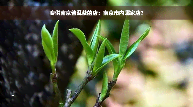 专供南京普洱茶的店：南京市内哪家店？