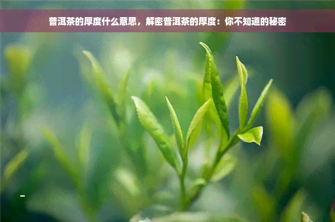 普洱茶的厚度什么意思，解密普洱茶的厚度：你不知道的秘密