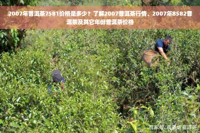 2007年普洱茶7581价格是多少？了解2007普洱茶行情、2007年8582普洱茶及其它年份普洱茶价格