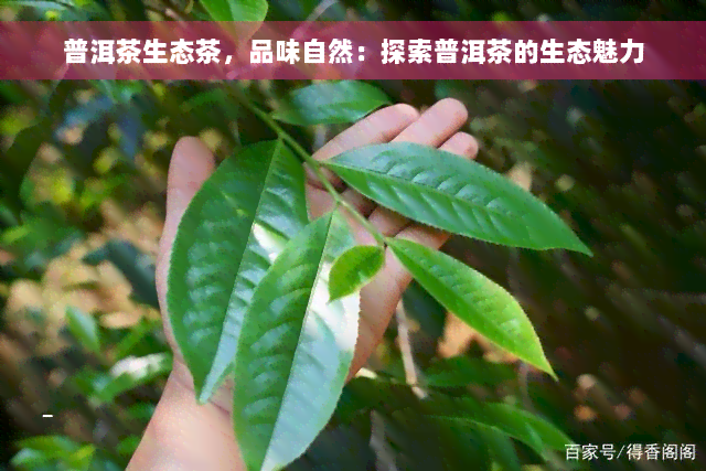 普洱茶生态茶，品味自然：探索普洱茶的生态魅力